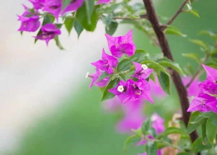 Hotel Glaro Garden 2*